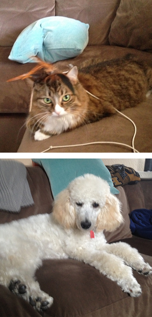 Purscha and Paeris – Pet of the Month for December